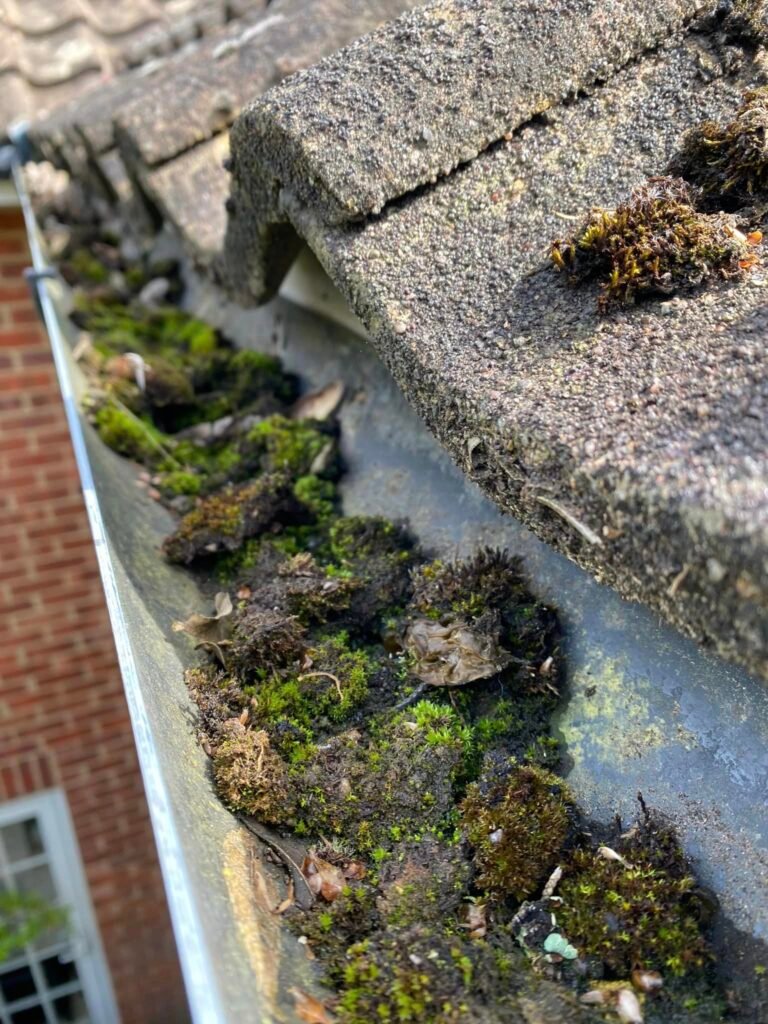 An image of gutter full of moss and debris in Tockington